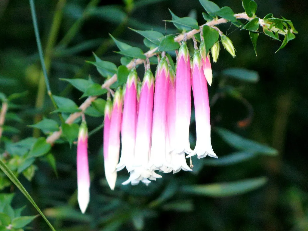 Australian Fuchsia (Correa Pulchella) — averaging 2 to 4 feet in both height and spread