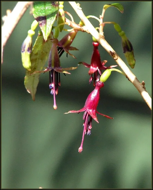 Australian Fuchsia (Correa Pulchella) — is an evergreen shrub distinctive for its bell-shaped crimson blooms