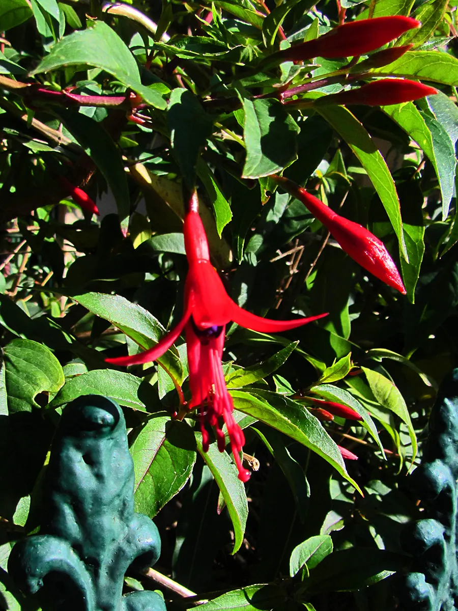 Australian Fuchsia (Correa Pulchella) — typically measuring around 0.8 to 1.6 inches in length