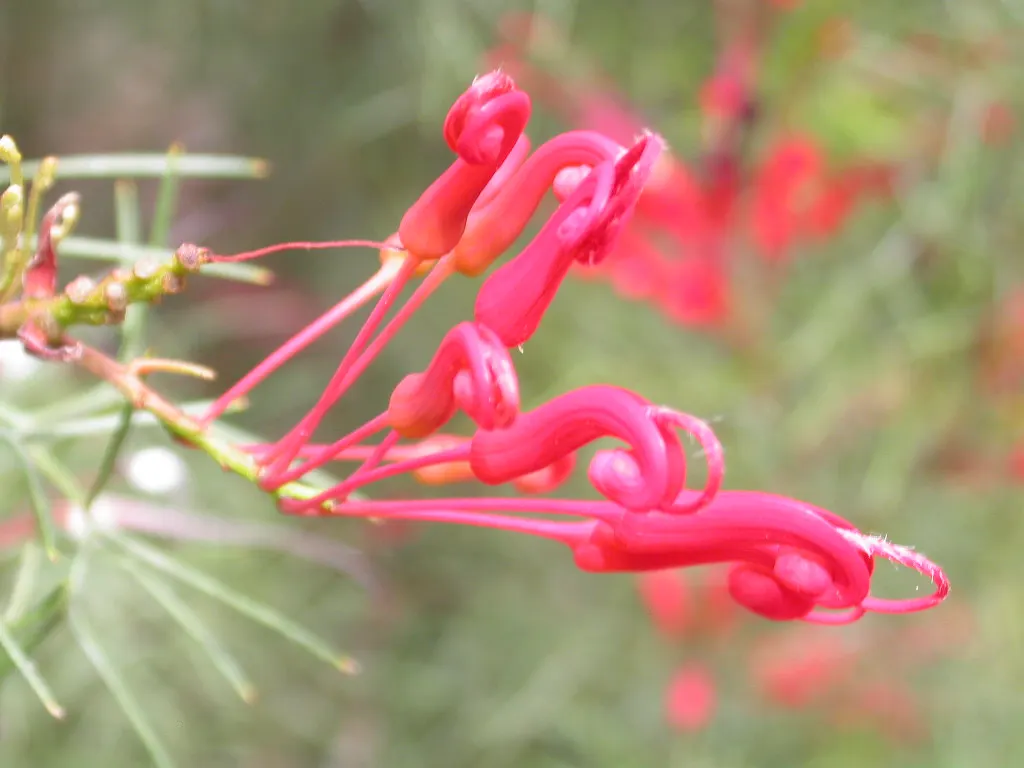 Australian Fuchsia (Correa Pulchella) — is an attractive evergreen shrub
