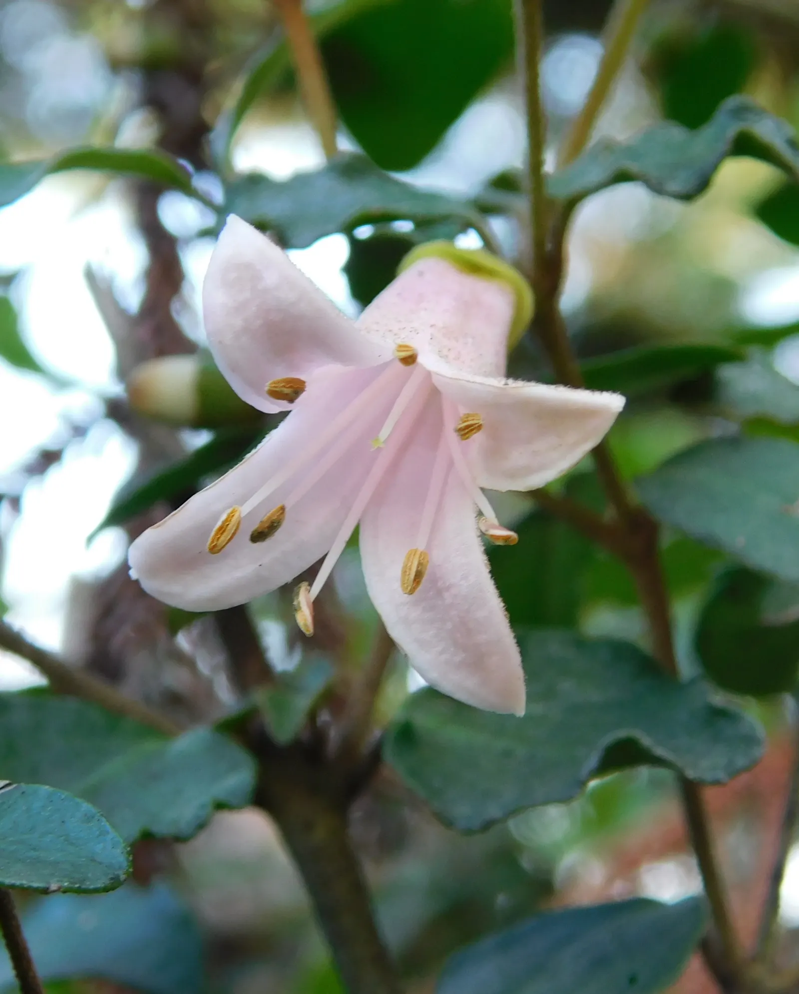 Australian Fuchsia (Correa Pulchella) — bearing tubular blossoms that are a distinctive feature of this species
