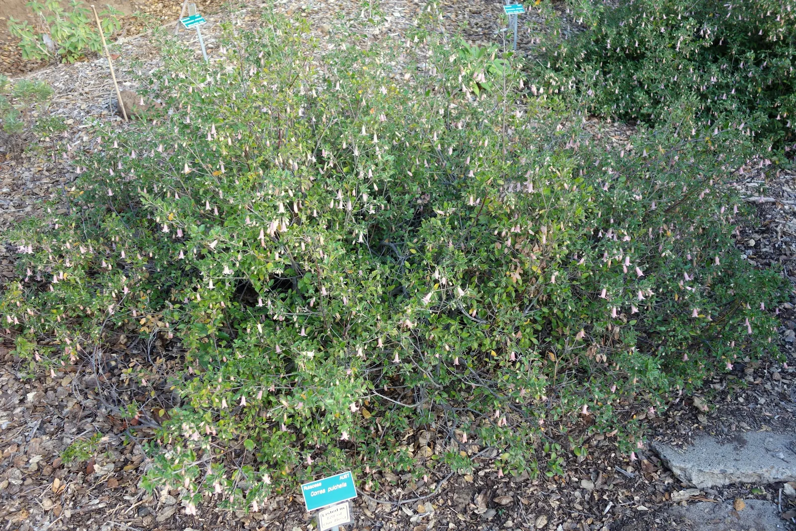 Australian Fuchsia (Correa Pulchella) — resembling the shape of a fuchsia