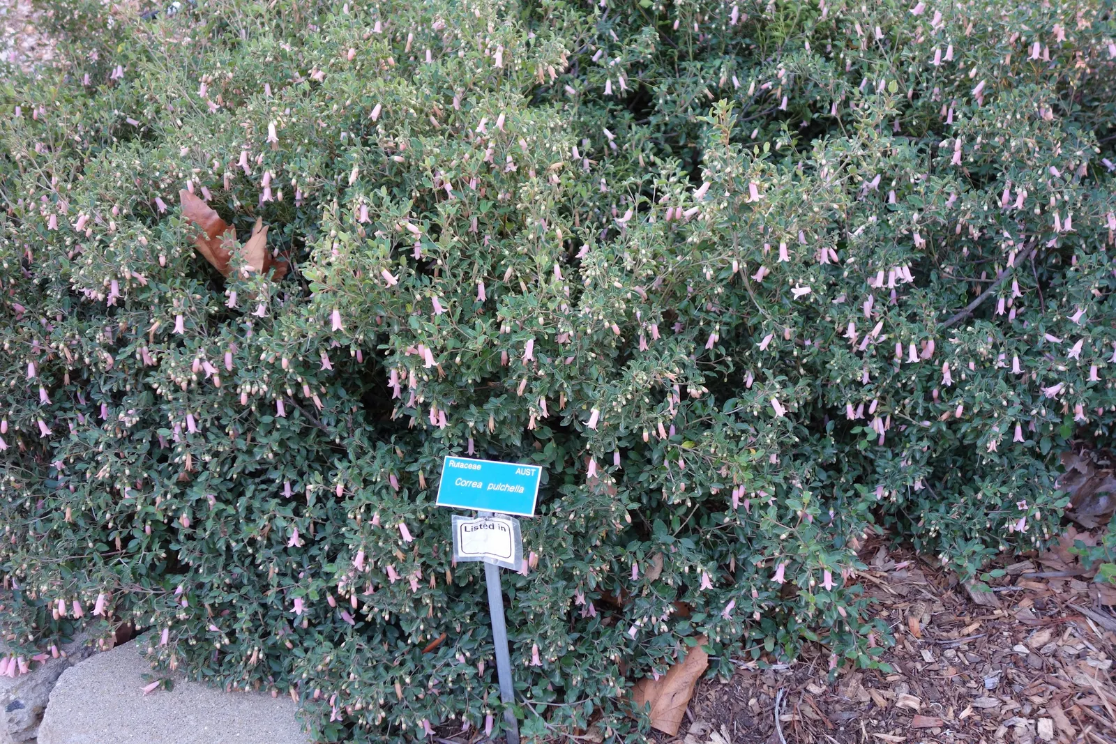 Australian Fuchsia (Correa Pulchella) — occur in shades of pink to red-orange and are approximately 1 to 1.5 inches in length