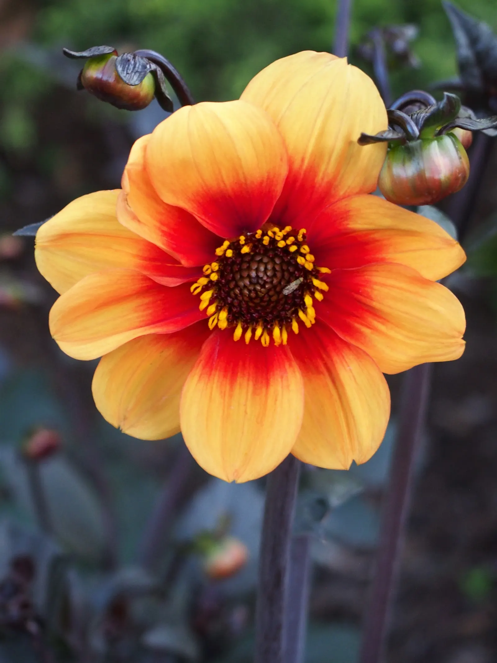 Fleurel Dahlia (Dahlia 'Fleurel') — Dahlia \'Fleurel\' boasts creamy white, fully double blooms up to 8" across, resembling elegant waterlilies