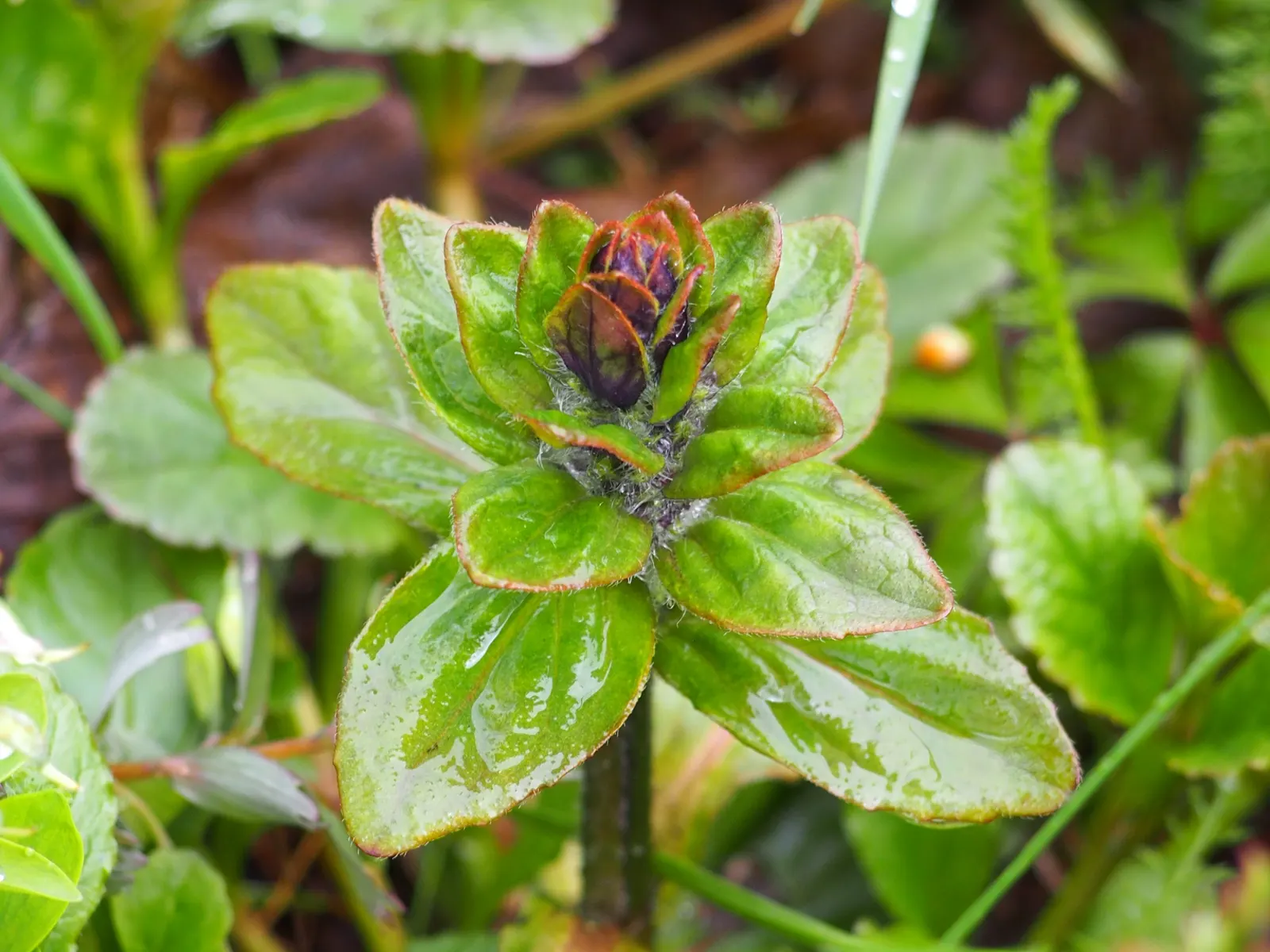 Carpet Bugle (Ajuga Reptans) — Ajuga creates a lush carpet of glossy