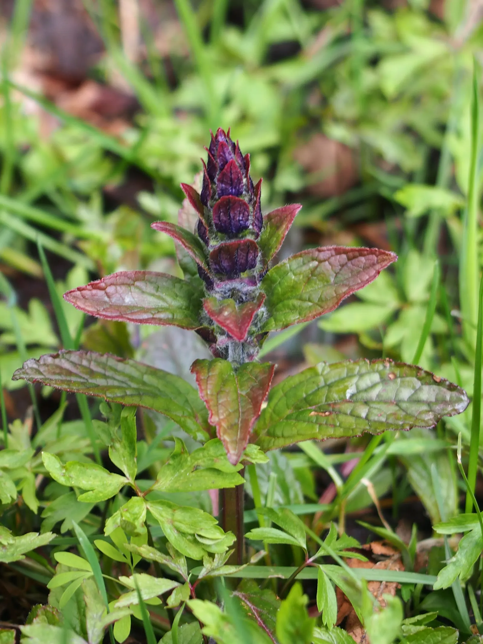 Carpet Bugle (Ajuga Reptans) — it sends up short spikes of vibrant blue