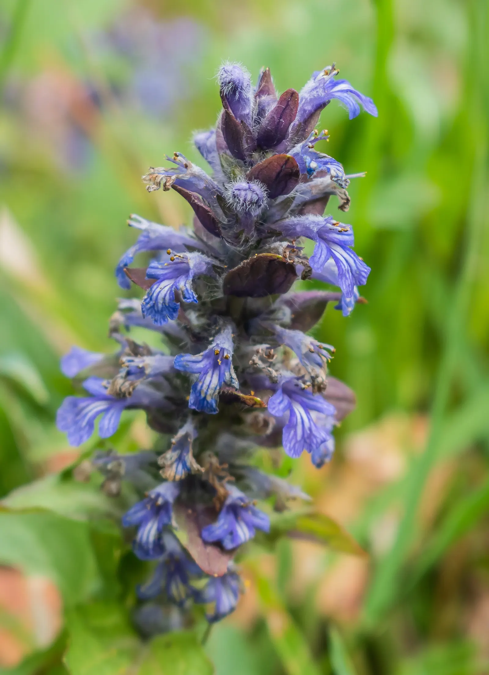 Carpet Bugle (Ajuga Reptans) — a member of the Lamiaceae family