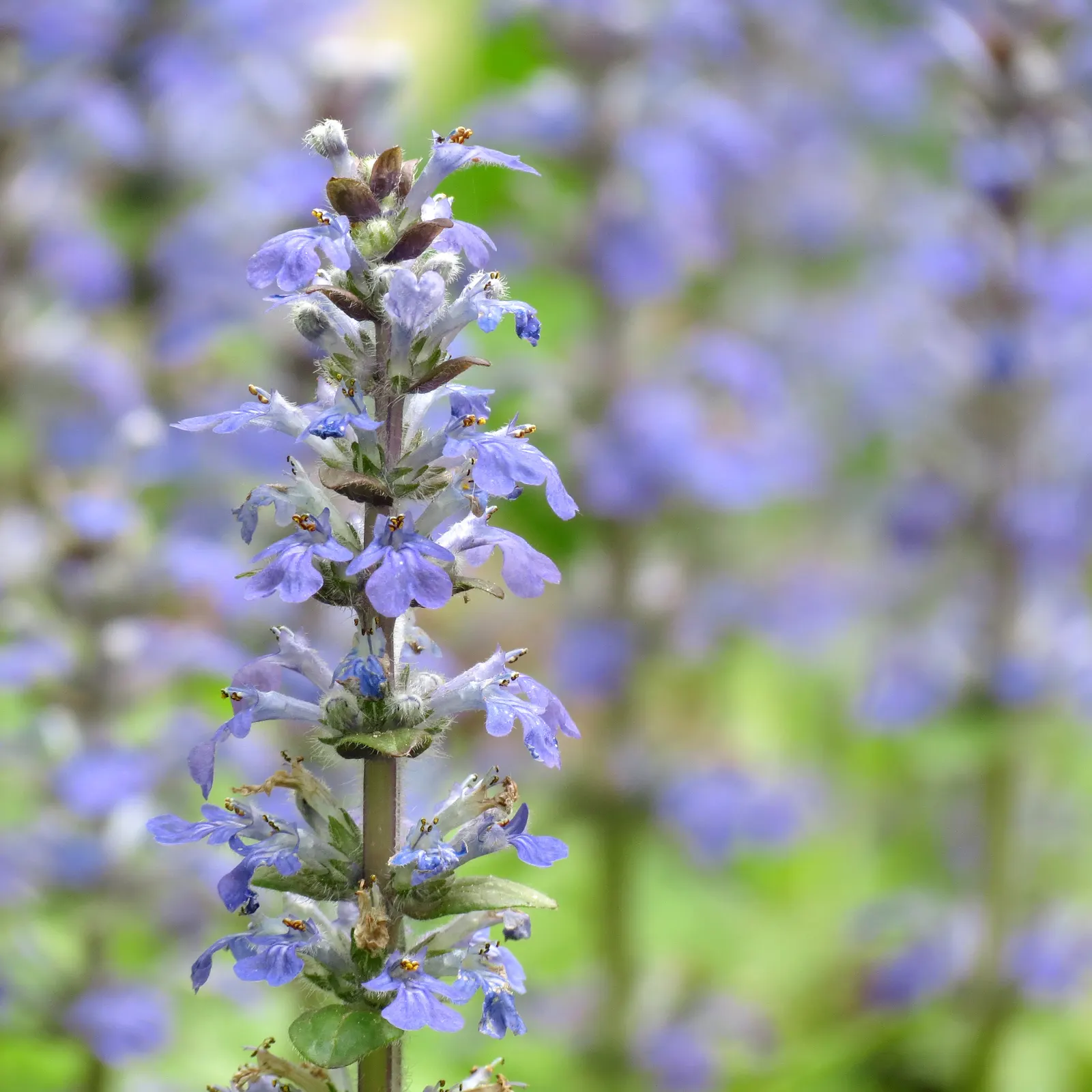 Carpet Bugle (Ajuga Reptans) — its evergreen presence and minimal upkeep provide year-round interest