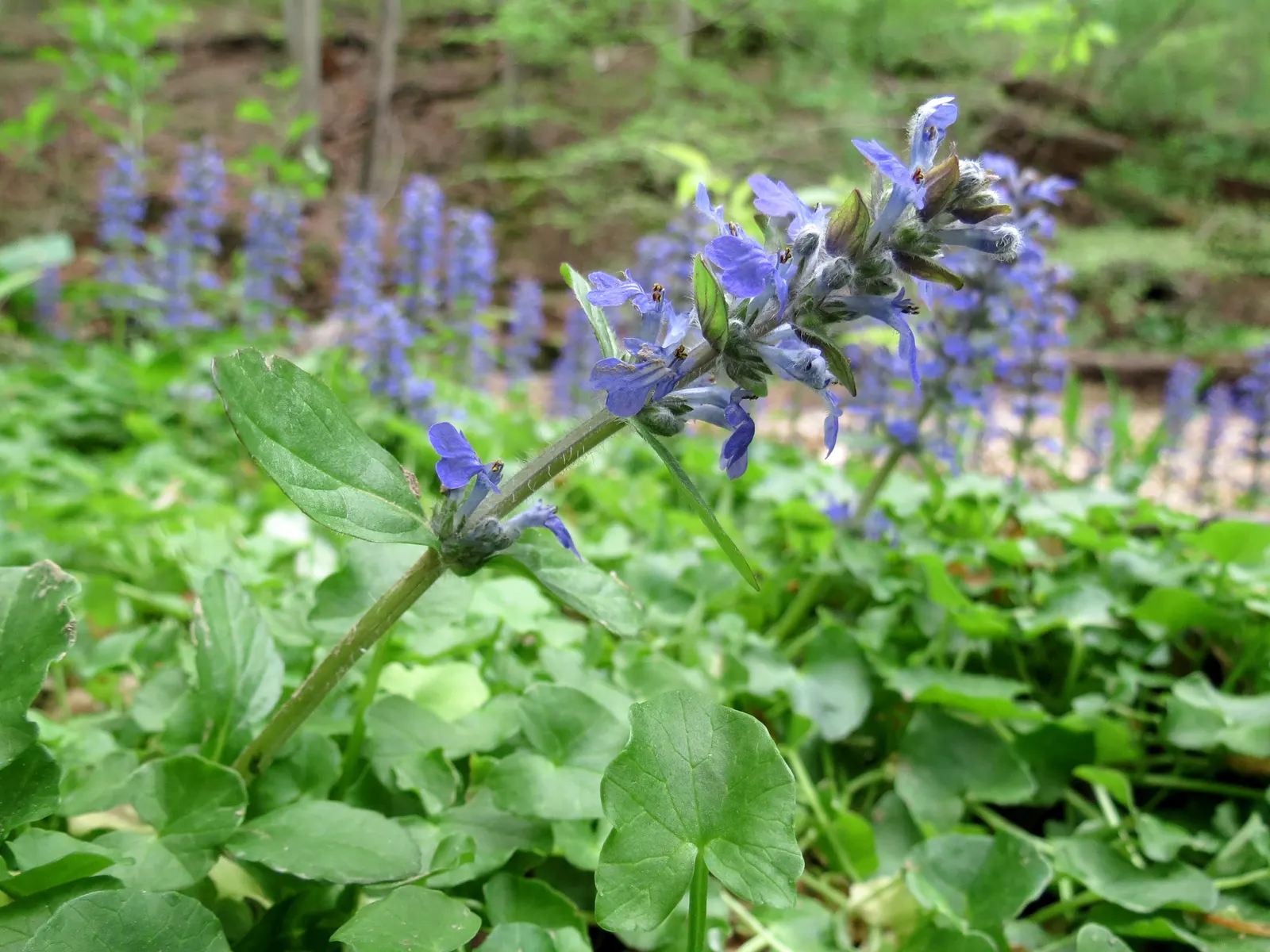 Carpet Bugle (Ajuga Reptans) — ground cover / perennial for deep shade or half or shade