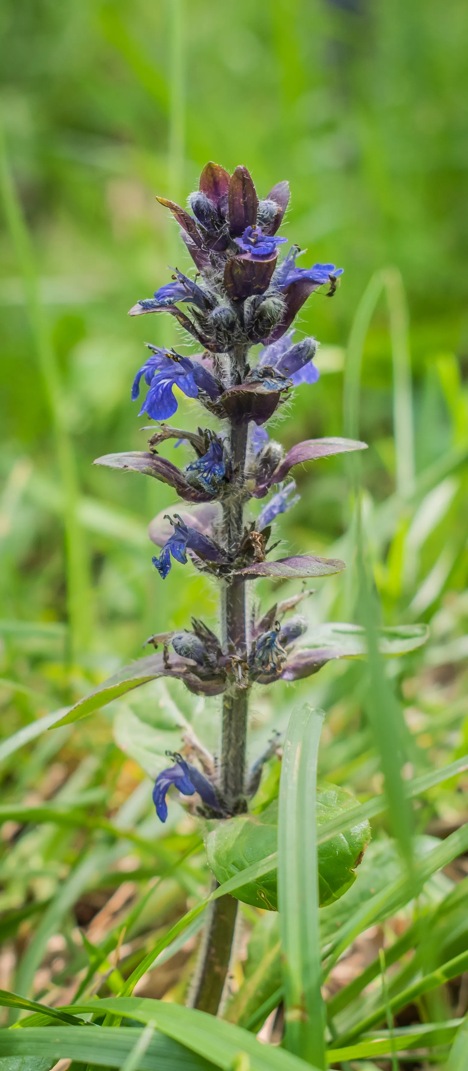 Carpet Bugle (Ajuga Reptans) — scientifically known as Ajuga reptans
