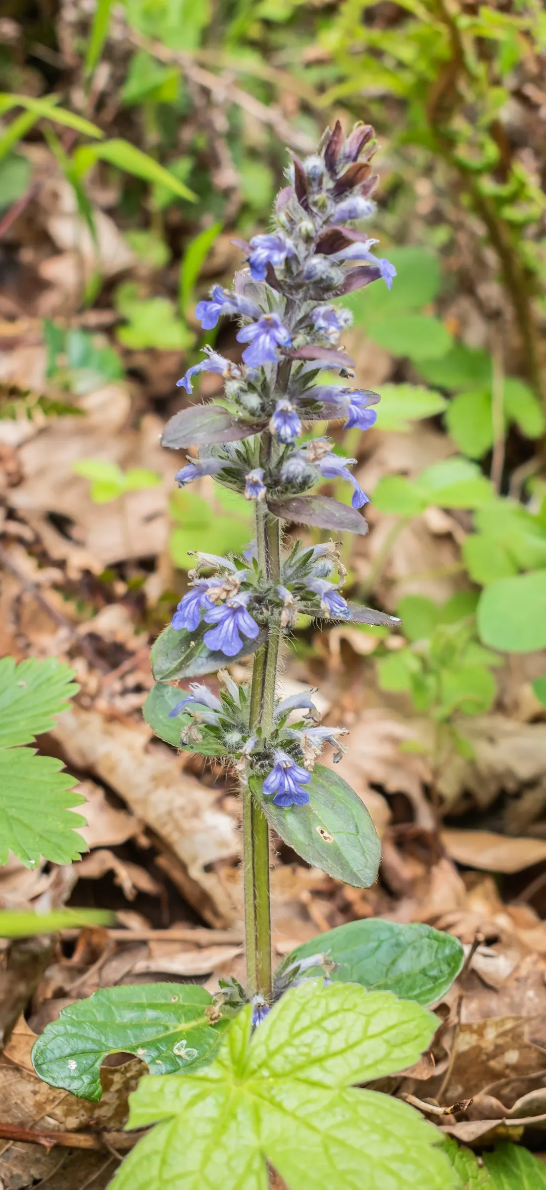 Carpet Bugle (Ajuga Reptans) — it's perfect for borders and underplanting trees and shrubs; from late spring to early summer