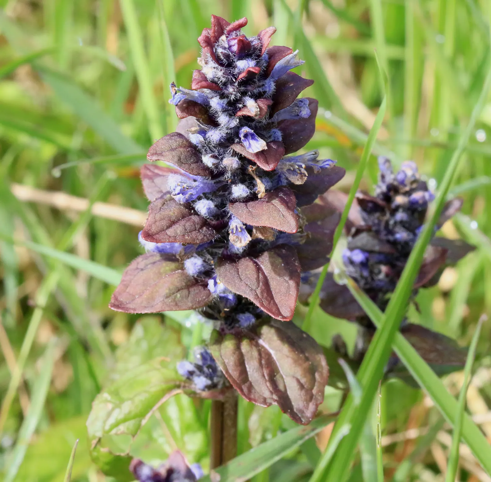 Carpet Bugle (Ajuga Reptans) — Offering low maintenance and excellent weed suppression