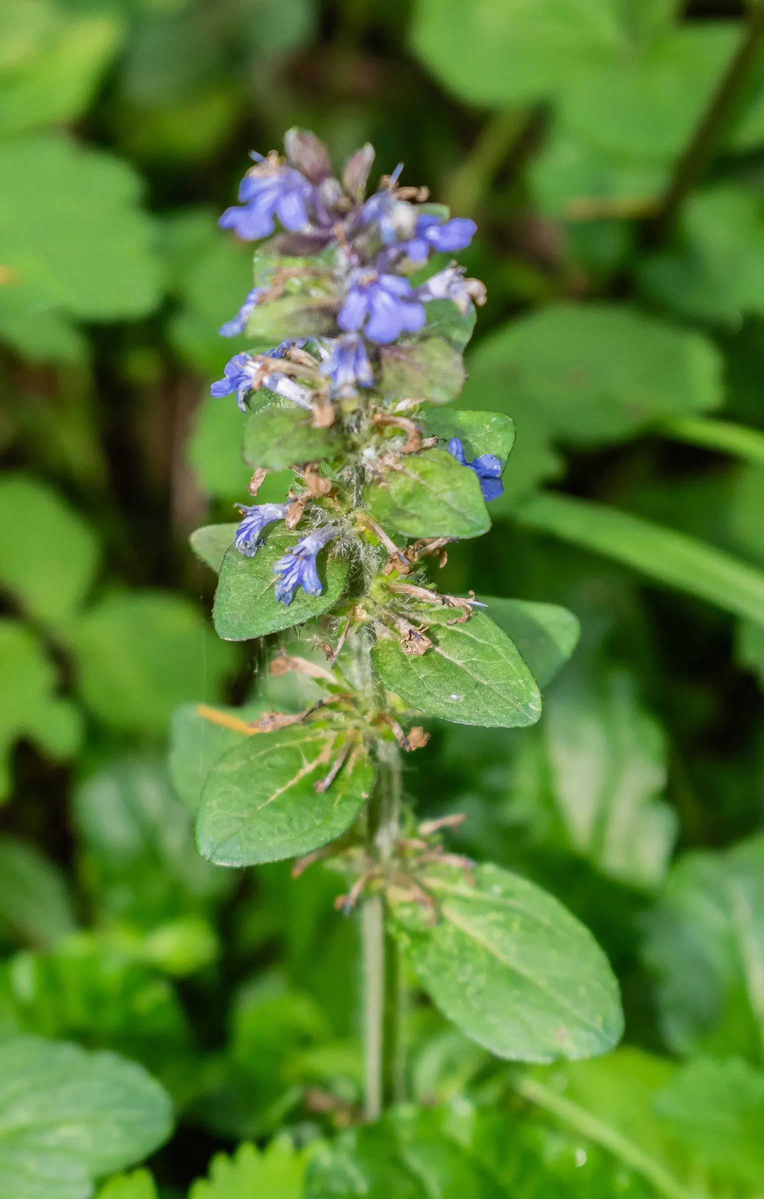 Carpet Bugle (Ajuga Reptans) — is a versatile and vigorous ground cover; it boasts glossy, oval leaves and spring spikes of vibrant blue flowers