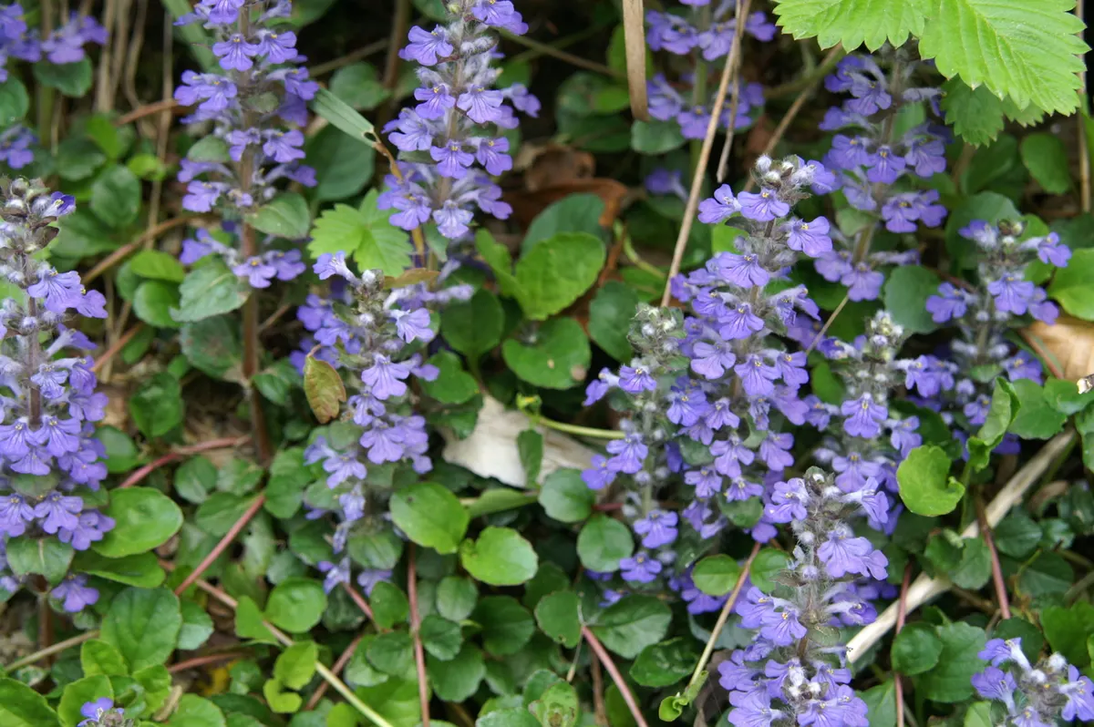 Carpet Bugle (Ajuga Reptans) — evergreen ground cover reaching around 6 inches in height and spreading up to 28 inches