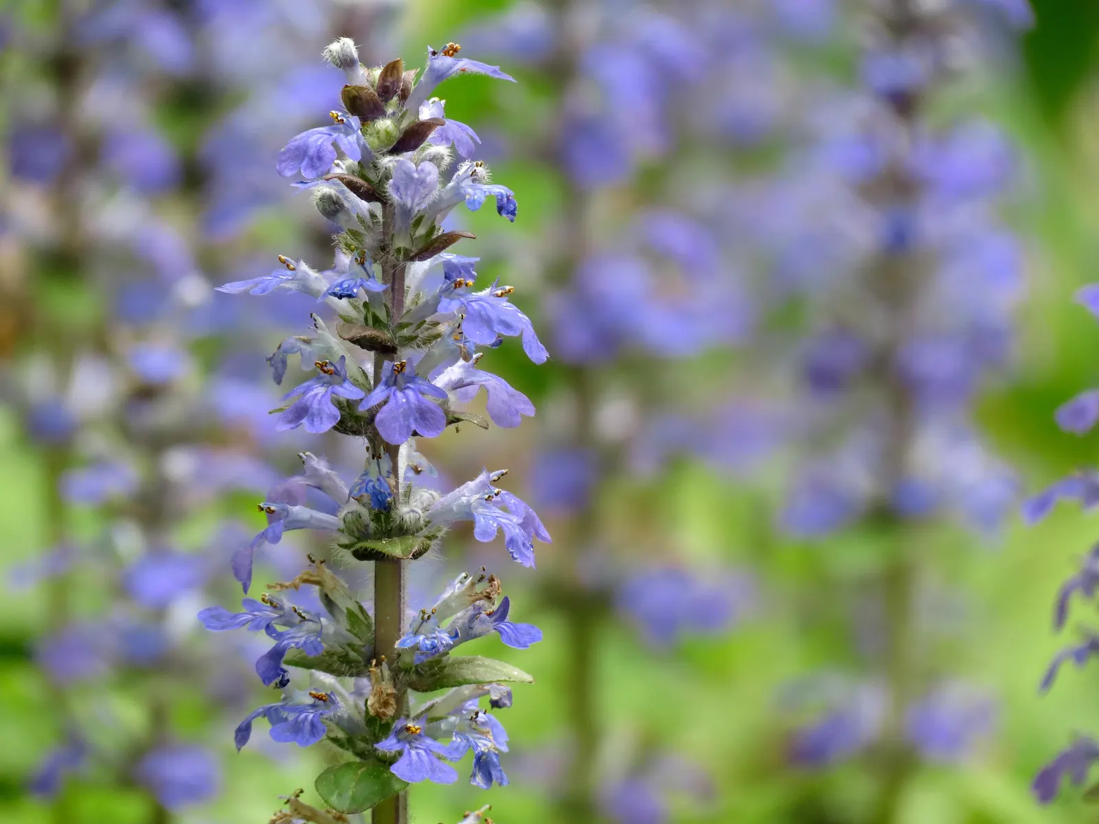 Carpet Bugle (Ajuga Reptans) — is a versatile and vigorous ground cover