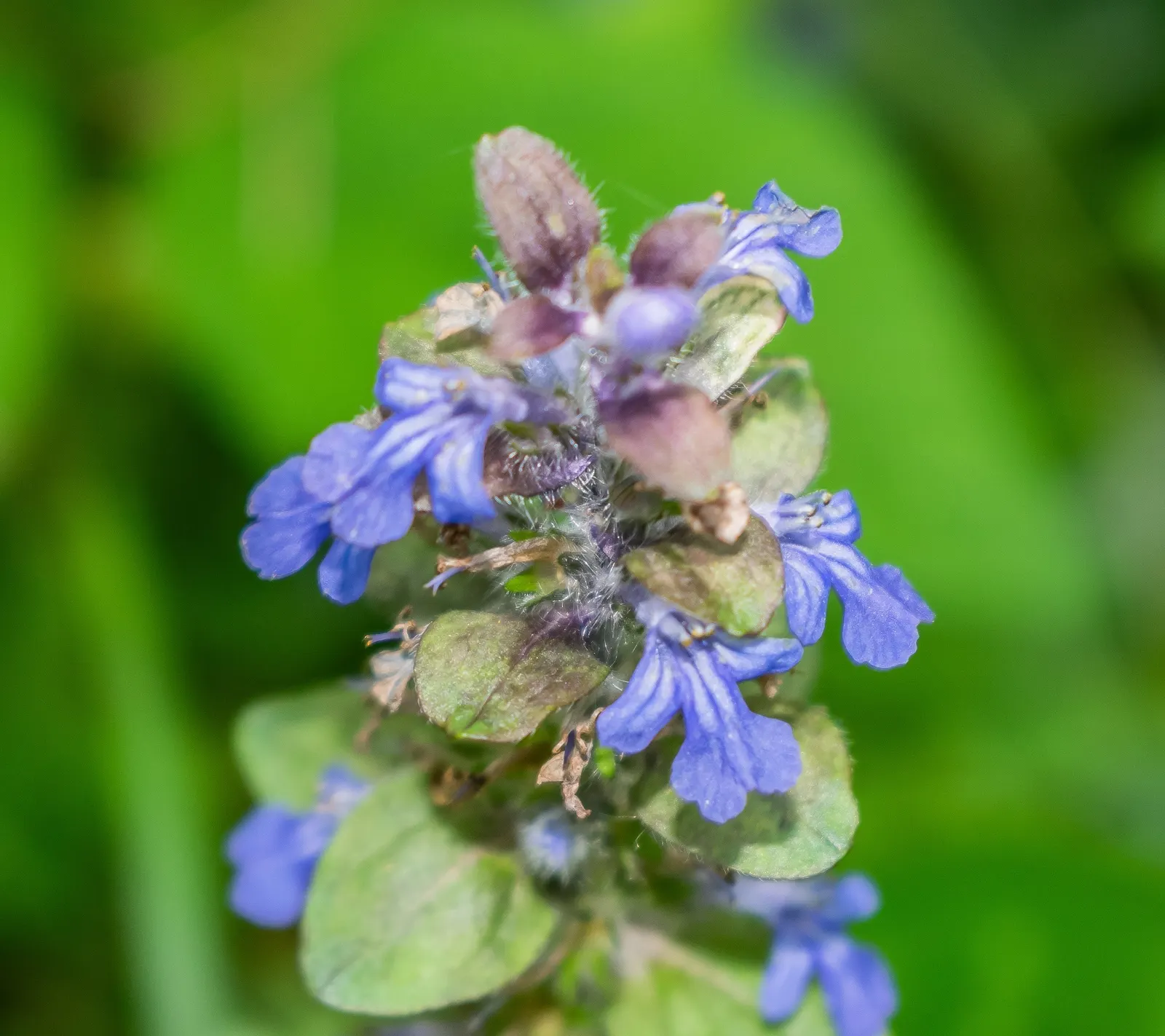 Carpet Bugle (Ajuga Reptans) — Carpet Bugle (Ajuga reptans) is a robust; ideal in zones 3-9, it thrives in partial shade to full sun and prefers moist