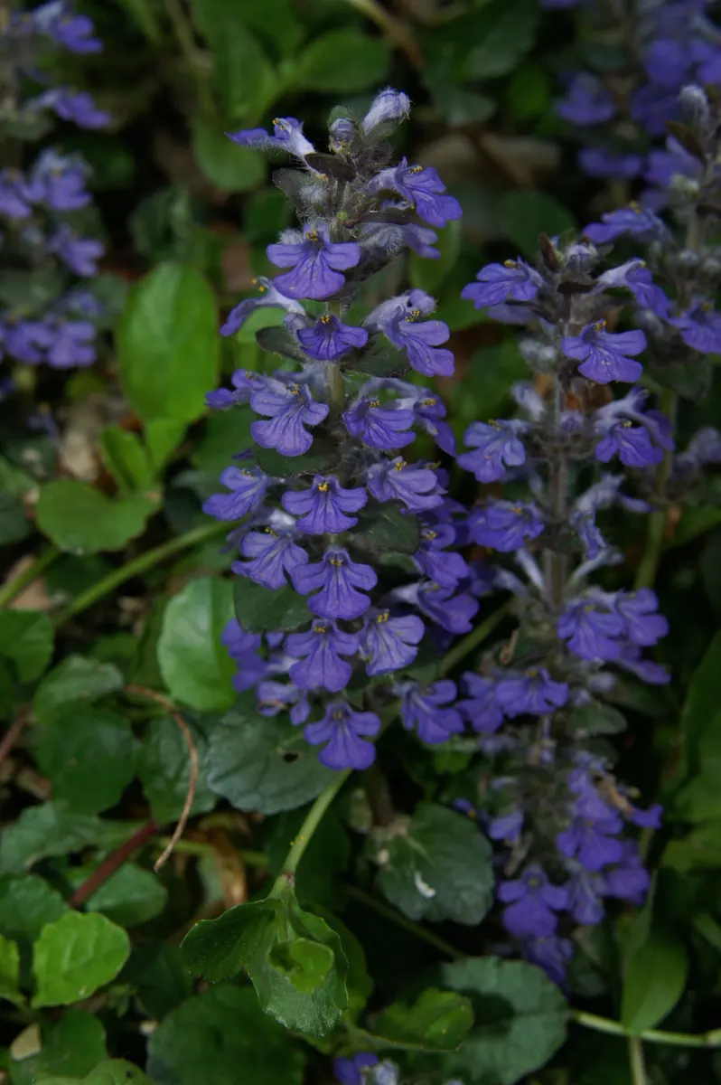 Carpet Bugle (Ajuga Reptans) — oval leaves that can range in color from deep green to bronze and even purple