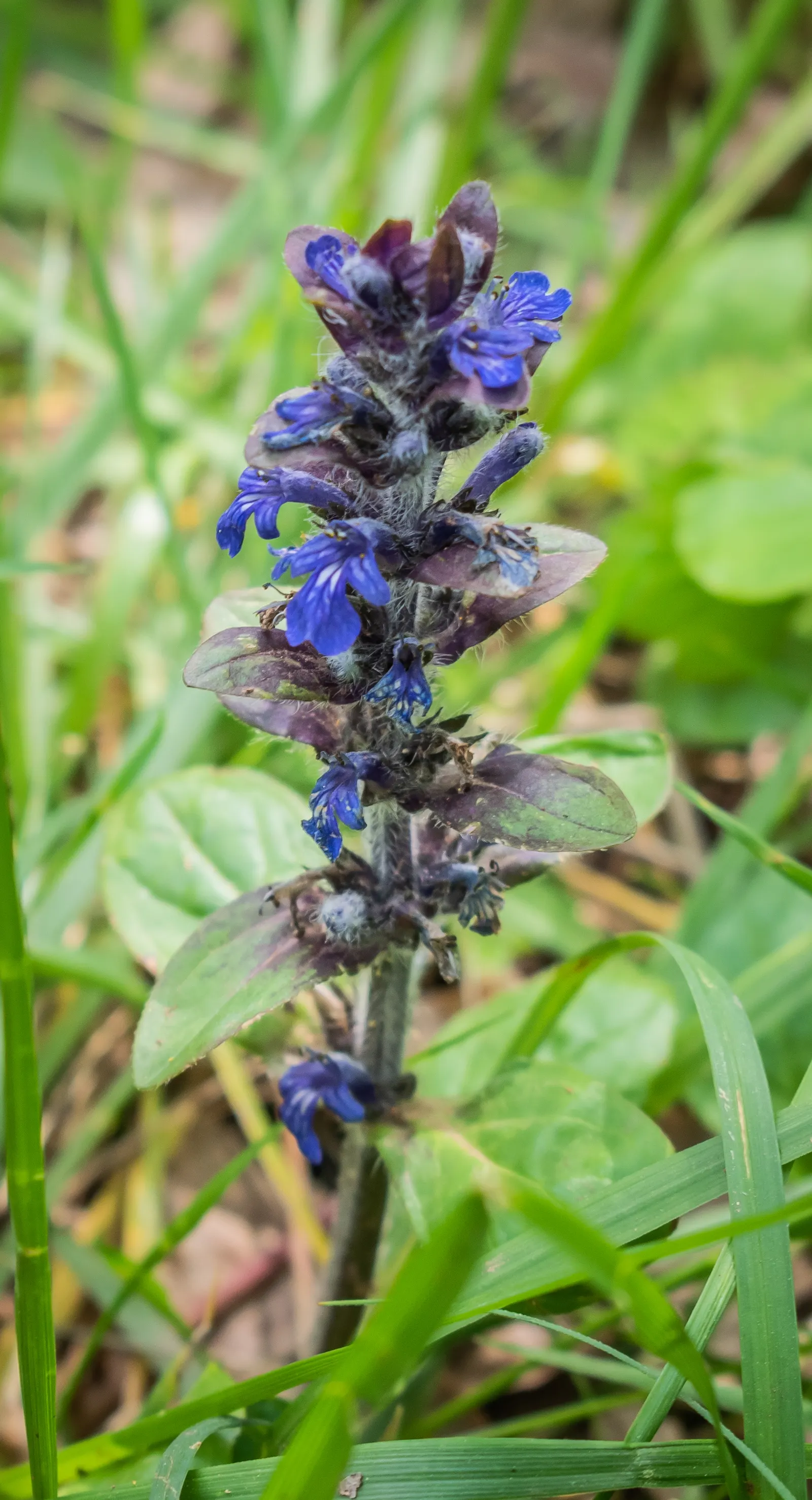Carpet Bugle (Ajuga Reptans) — prized for its attractive foliage and dense mat-forming habit; a member of the Lamiaceae family
