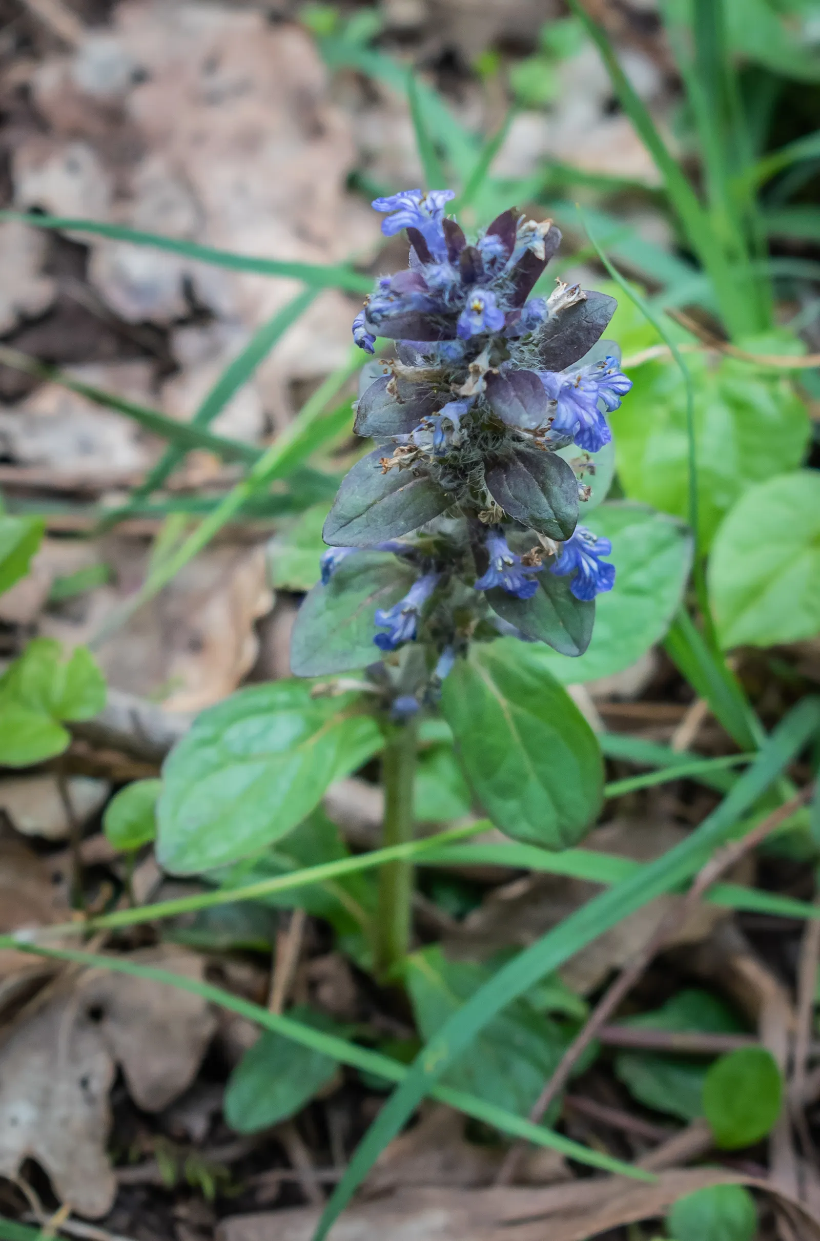 Carpet Bugle (Ajuga Reptans) — it's perfect for borders and underplanting trees and shrubs
