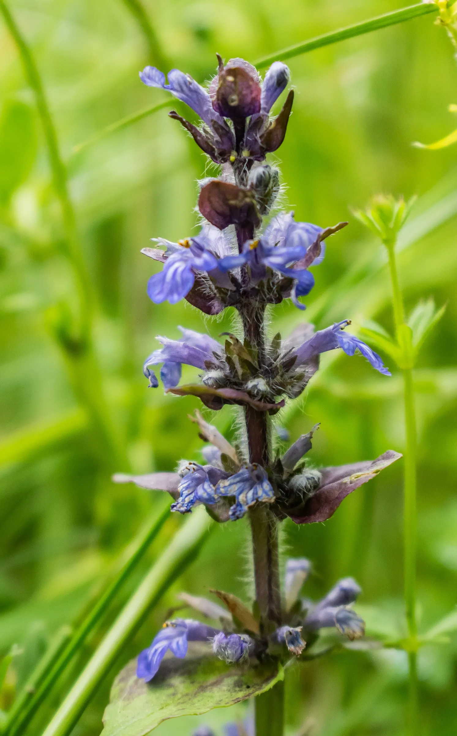 Carpet Bugle (Ajuga Reptans) — seamlessly blending with other shade-loving perennials