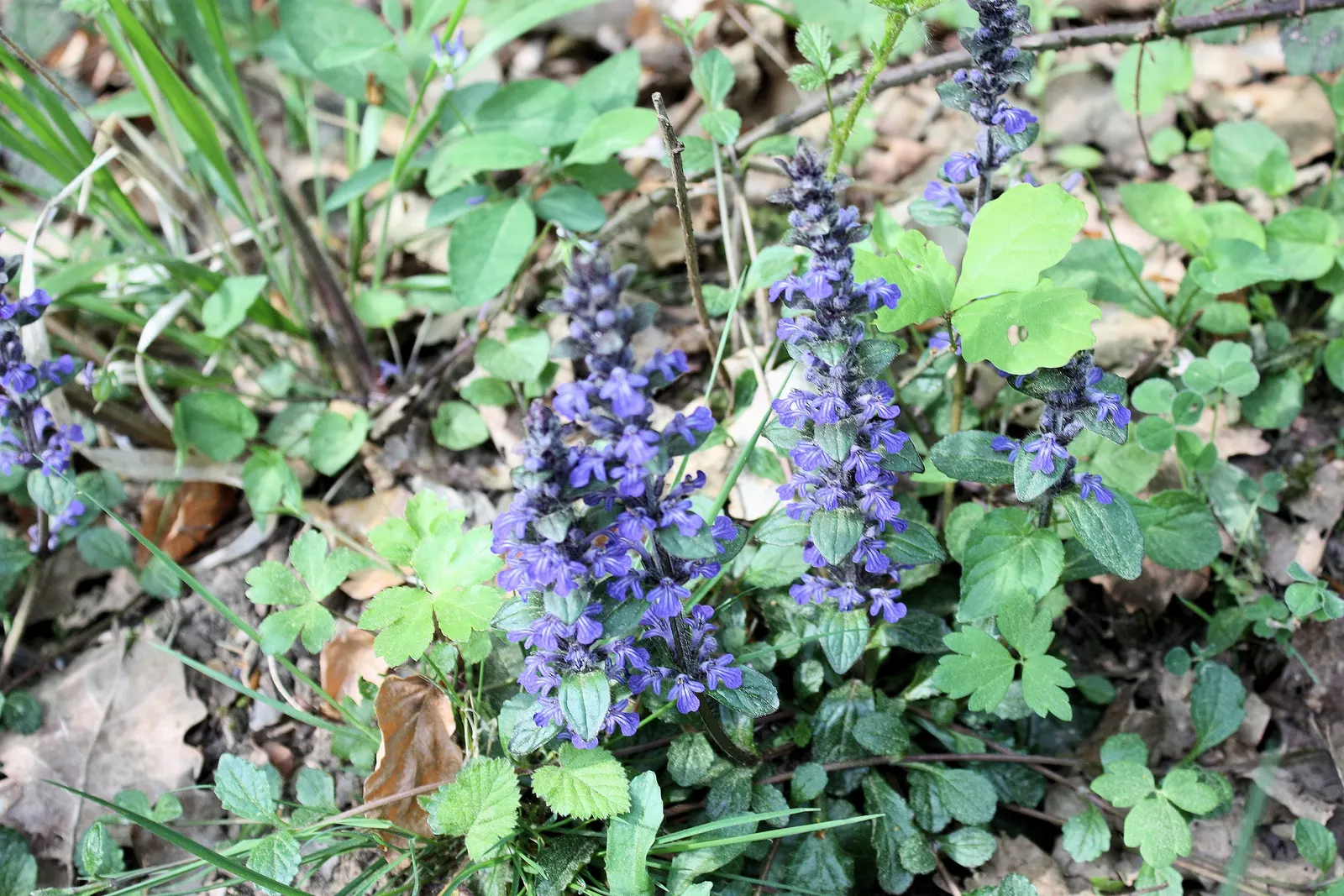 Carpet Bugle (Ajuga Reptans) — It grows best in moist, well-draining soils with a pH range of 3.7 to 6.5