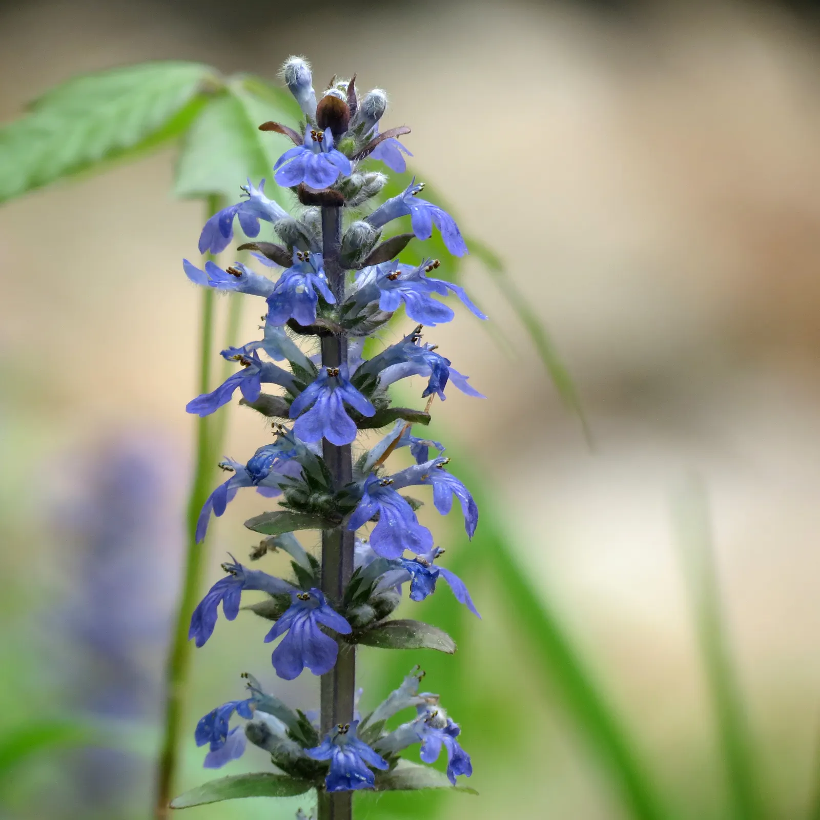 Carpet Bugle (Ajuga Reptans) — Carpet Bugle offers both soil erosion control and low pedestrian traffic tolerance