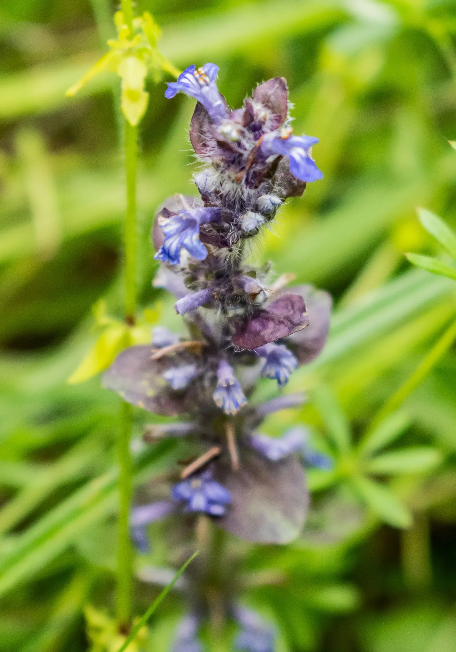 Carpet Bugle (Ajuga Reptans) — making Ajuga reptans an excellent addition to their garden palette