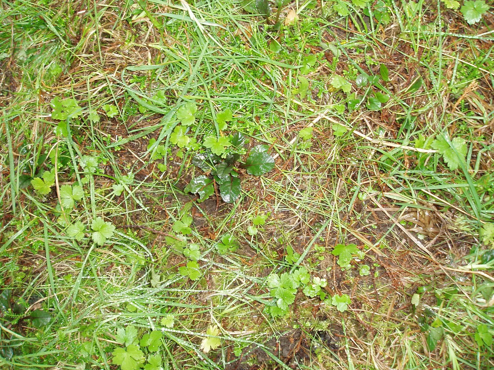 Carpet Bugle (Ajuga Reptans) — evergreen ground cover reaching around 6 inches in height and spreading up to 28 inches; with a spread of up to 12 inches