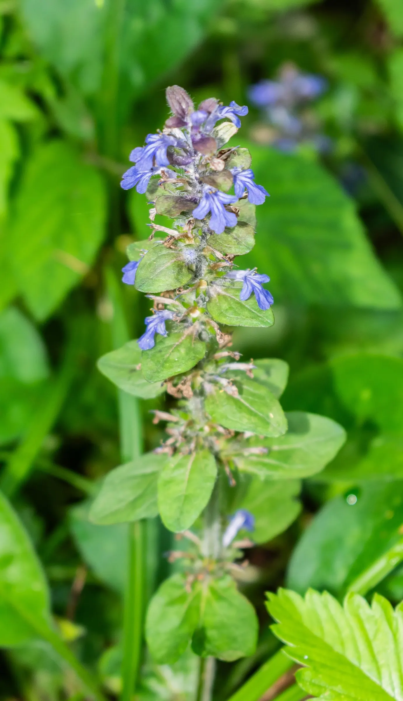 Carpet Bugle (Ajuga Reptans) — ground cover / perennial with blue blooms
