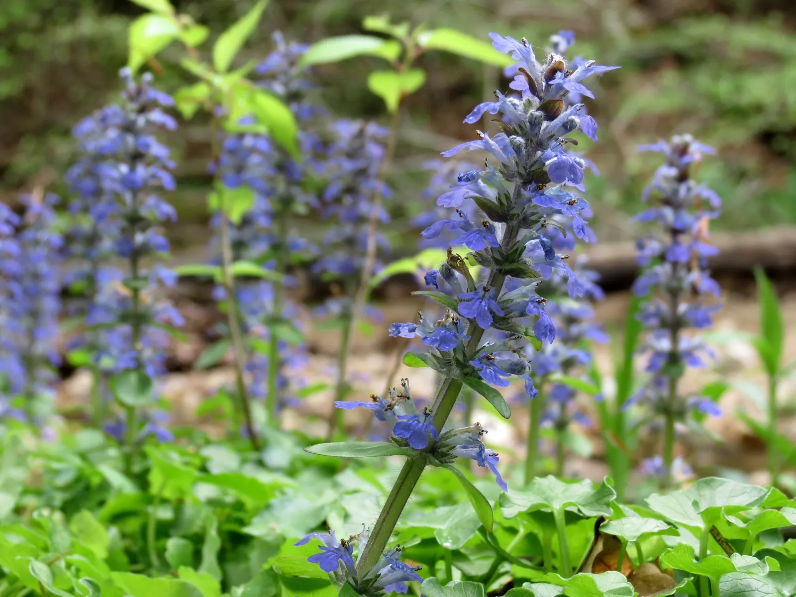 Carpet Bugle (Ajuga Reptans) — Ideal in zones 3-9, it thrives in partial shade to full sun and prefers moist, well-drained soil; ground cover / perennial for