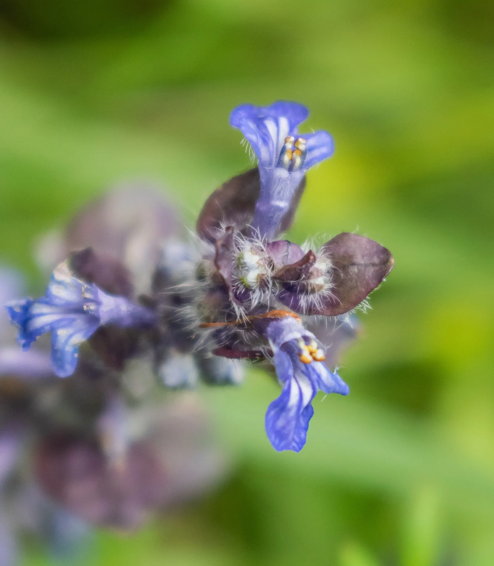Carpet Bugle (Ajuga Reptans) — Offering low maintenance and excellent weed suppression; scientifically known as Ajuga reptans