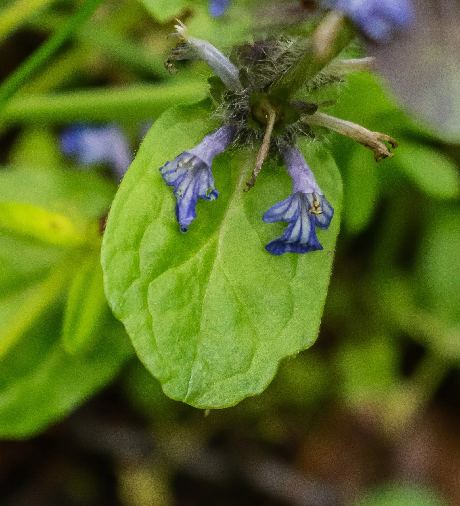 Carpet Bugle (Ajuga Reptans) — a member of the Lamiaceae family; preferring partial to full shade but can tolerate morning sun