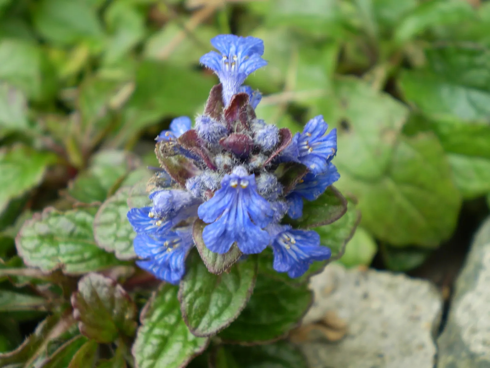 Carpet Bugle (Ajuga Reptans) — prized for its attractive foliage and dense mat-forming habit