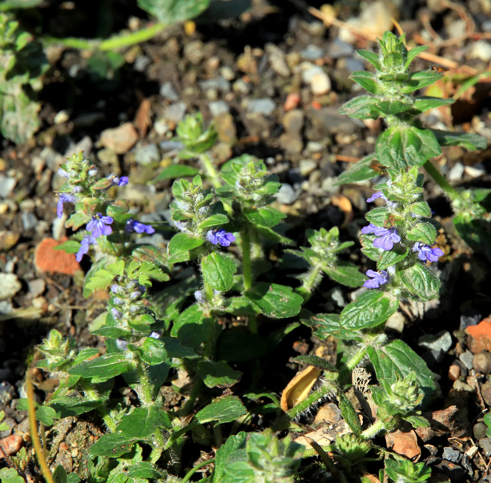 Carpet Bugle (Ajuga Reptans) — From late spring to early summer