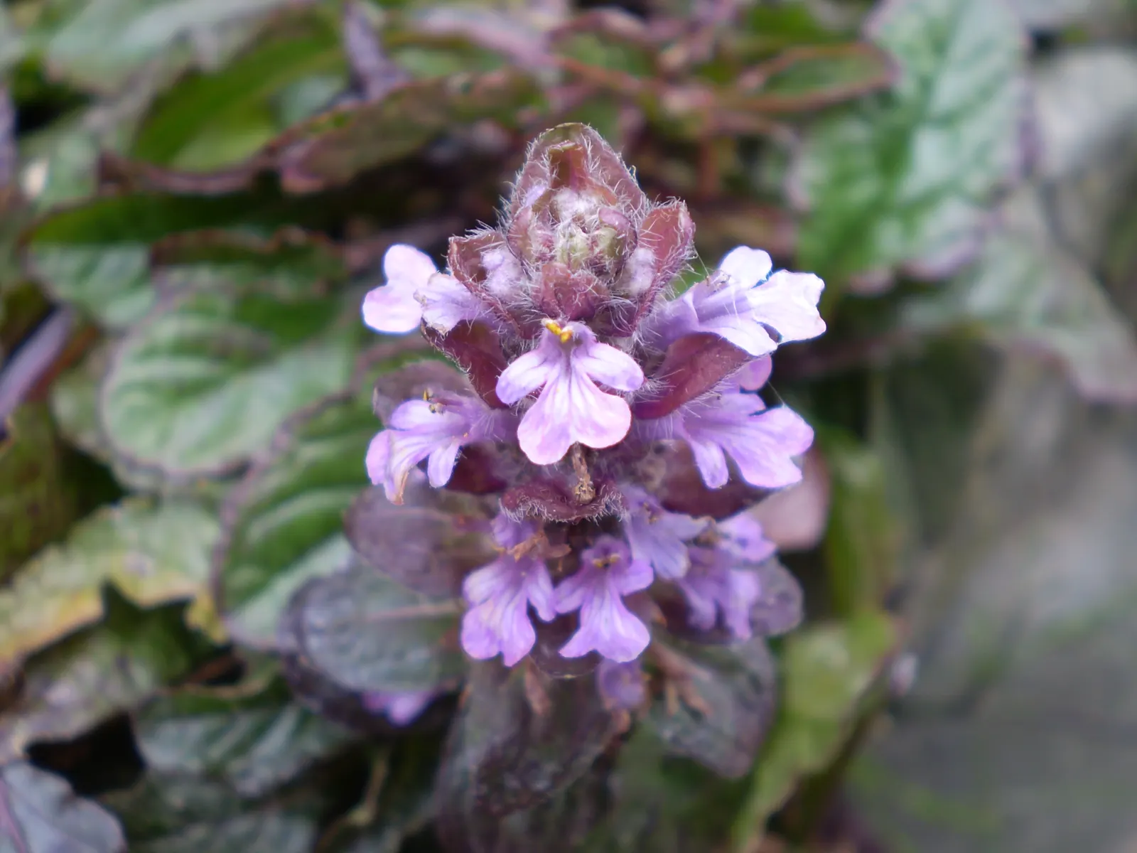 Carpet Bugle (Ajuga Reptans) — Ideal in zones 3-9, it thrives in partial shade to full sun and prefers moist, well-drained soil