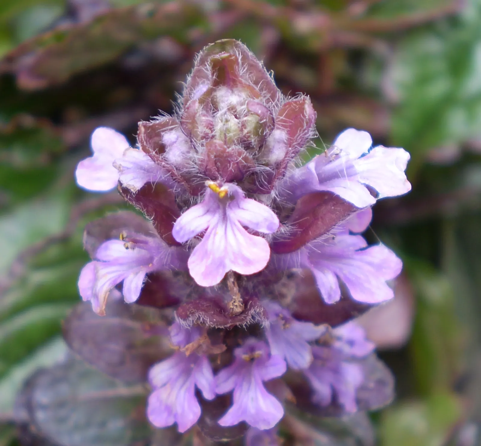 Carpet Bugle (Ajuga Reptans) — each spike measuring 2 to 4 inches tall