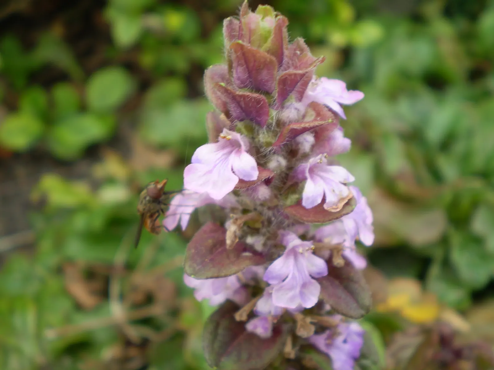 Carpet Bugle (Ajuga Reptans) — blue flowers in the garden