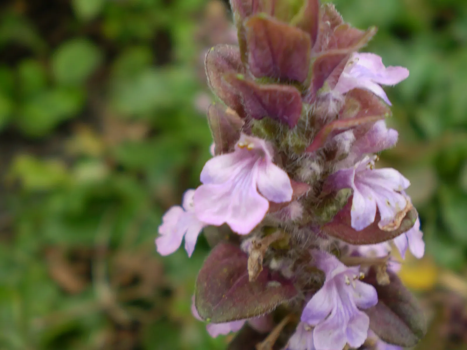 Carpet Bugle (Ajuga Reptans) — It boasts glossy, oval leaves and spring spikes of vibrant blue flowers