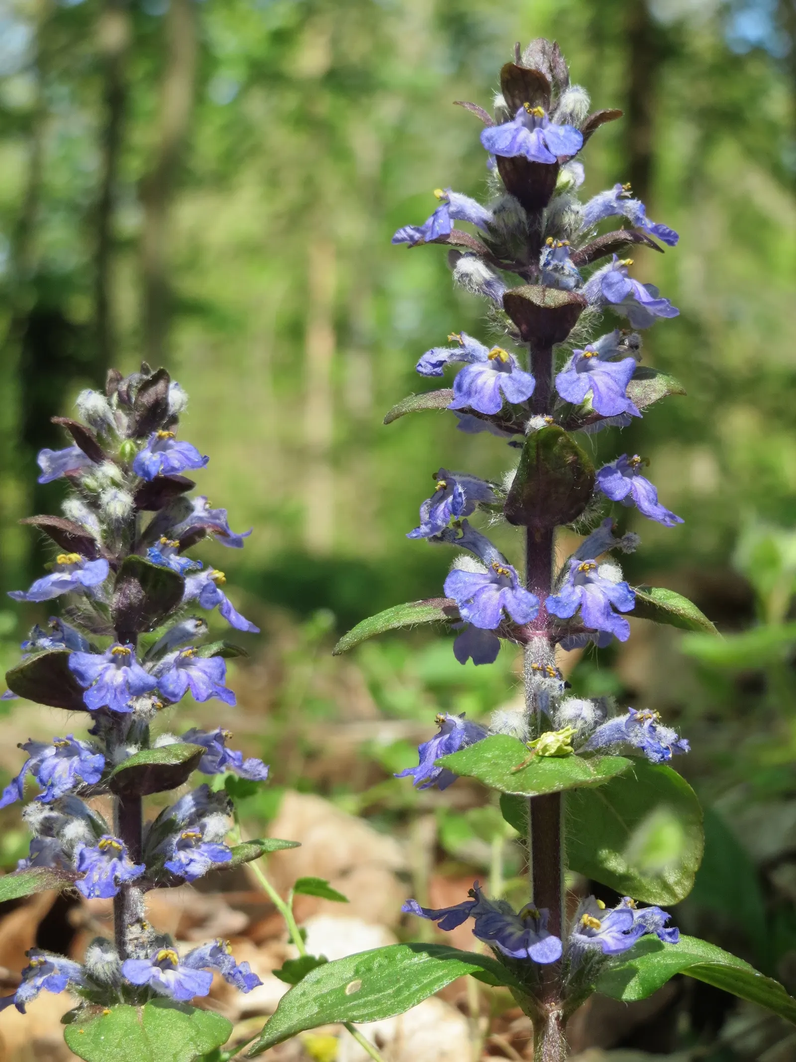Carpet Bugle (Ajuga Reptans) — preferring partial to full shade but can tolerate morning sun