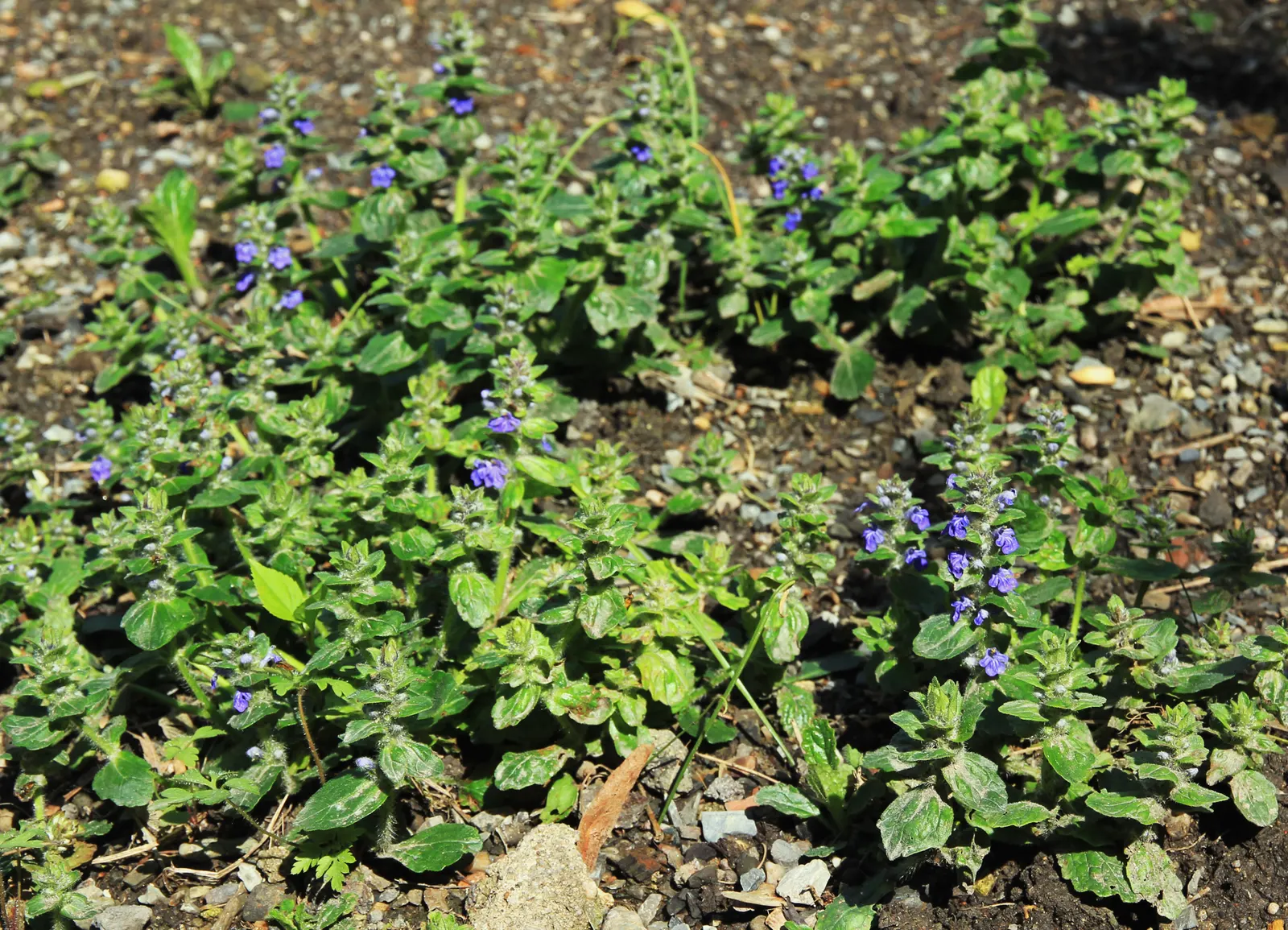 Carpet Bugle (Ajuga Reptans) — with a spread of up to 12 inches