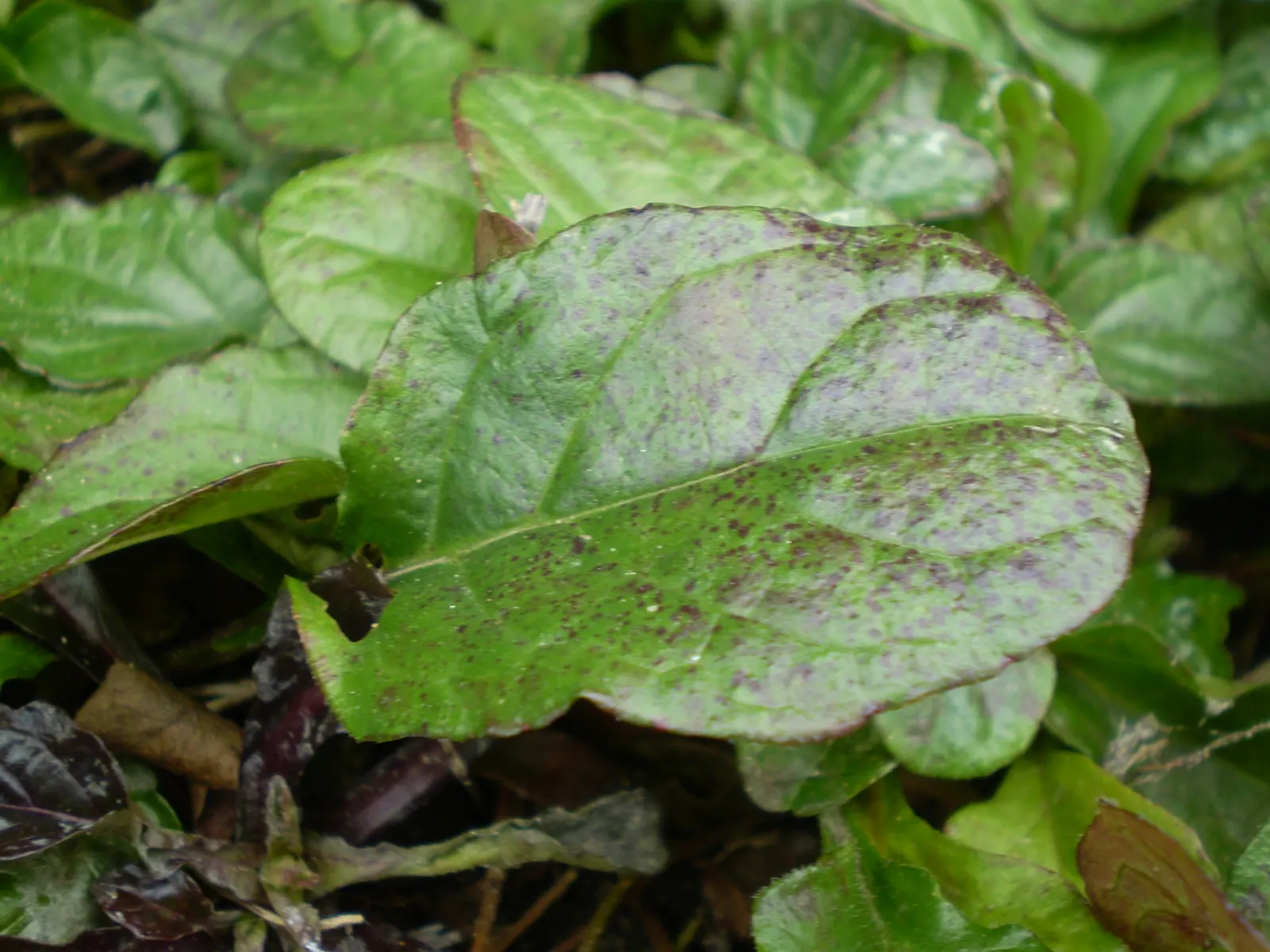 Carpet Bugle (Ajuga Reptans) — It boasts glossy, oval leaves and spring spikes of vibrant blue flowers; it grows best in moist, well-draining soils with a pH