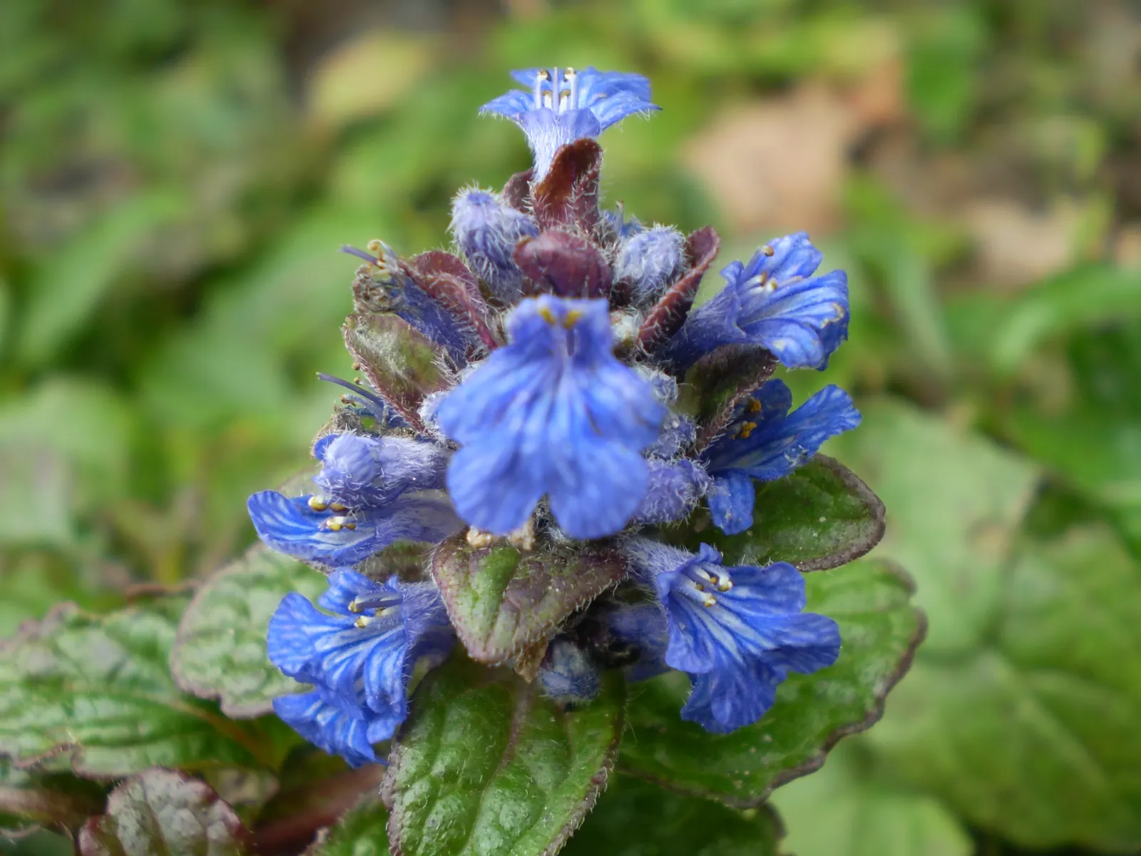 Carpet Bugle (Ajuga Reptans) — scientifically known as Ajuga reptans; its evergreen presence and minimal upkeep provide year-round interest