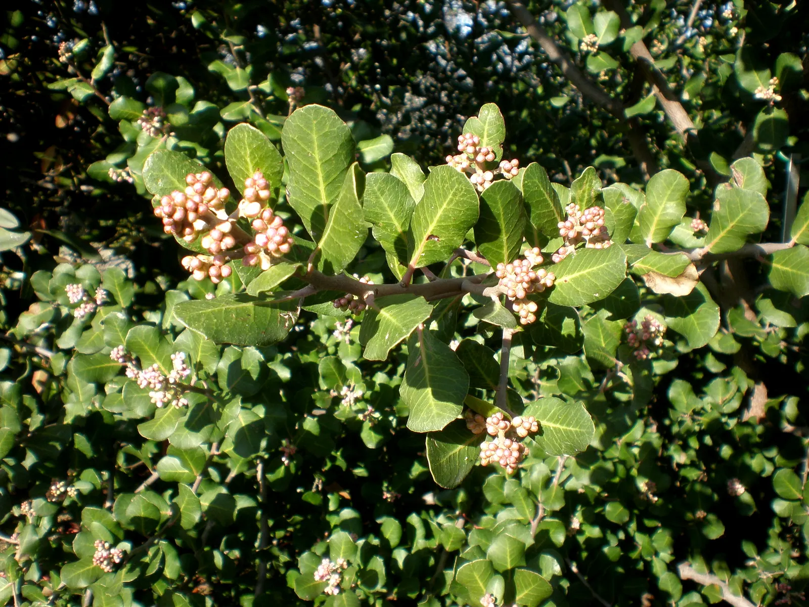 Lemonade Berry (Rhus Integrifolia) — The Lemonade Berry, or Rhus integrifolia, is an evergreen shrub native to California