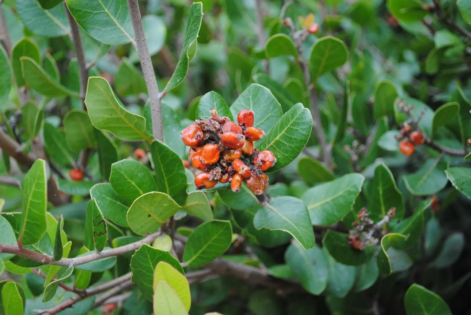 Lemonade Berry (Rhus Integrifolia) — reddish berries resembling lemonade in taste