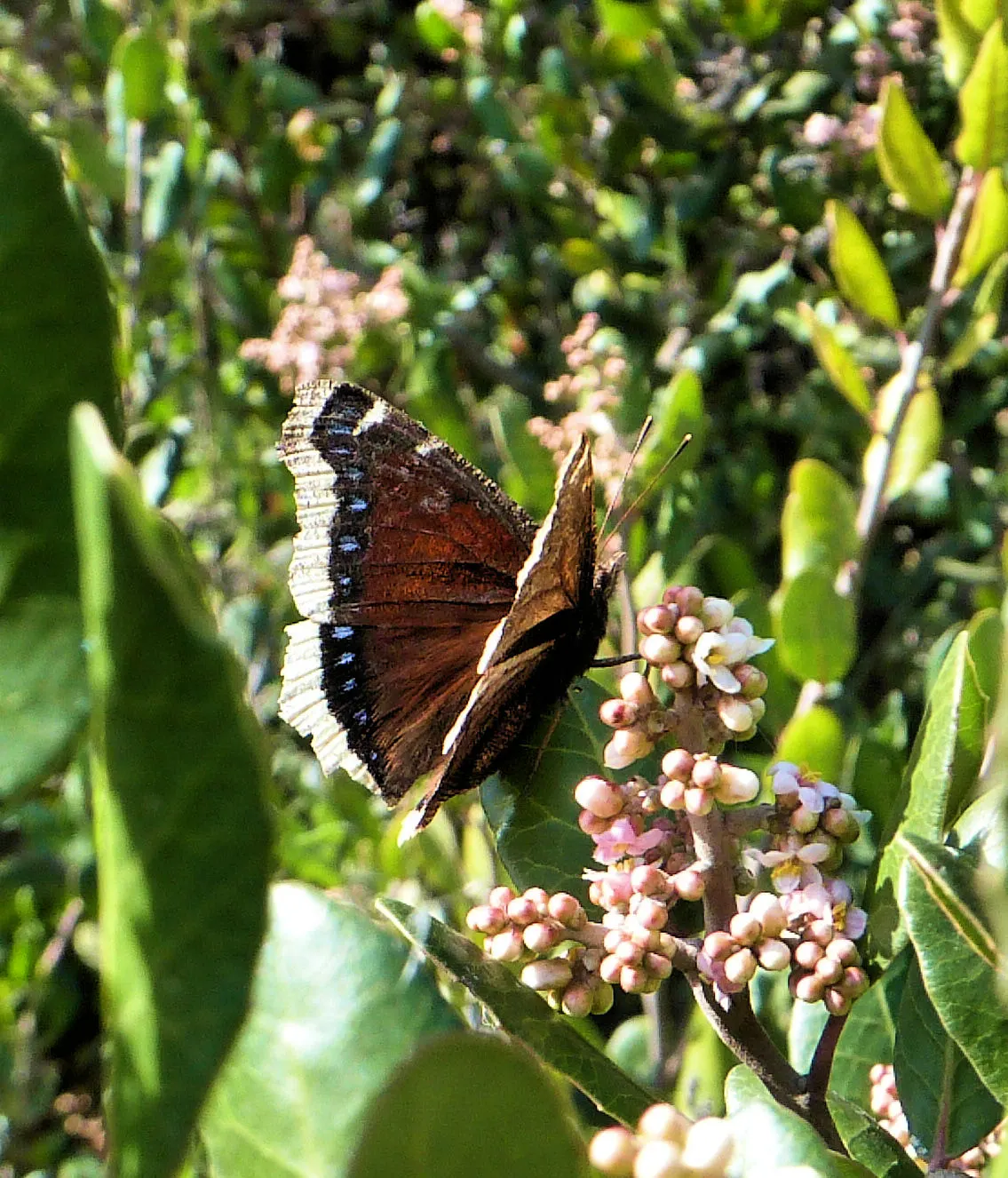 Lemonade Berry (Rhus Integrifolia) — The plant boasts leathery leaves and clustered pink flowers that yield tart