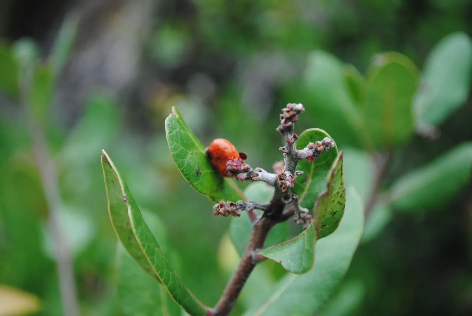 Lemonade Berry (Rhus Integrifolia) — It thrives in full sun, maturing at 8 to 10 feet tall with an equal spread