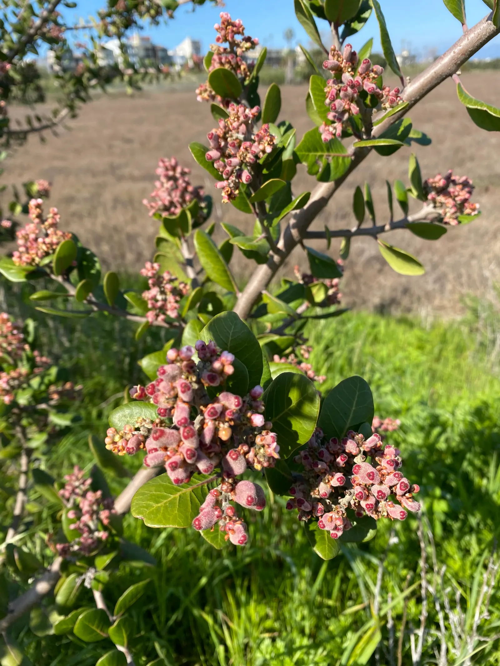 Lemonade Berry (Rhus Integrifolia) — creating a rounded and dense silhouette.<br><br>The foliage of the Lemonade Berry comprises thick