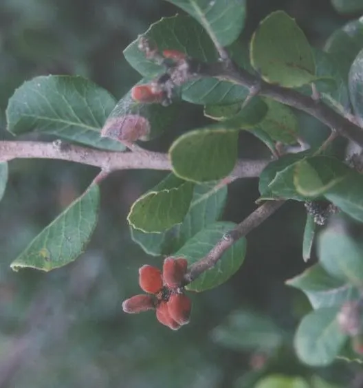 Lemonade Berry (Rhus Integrifolia) — it requires minimal care and adapts well to various soils