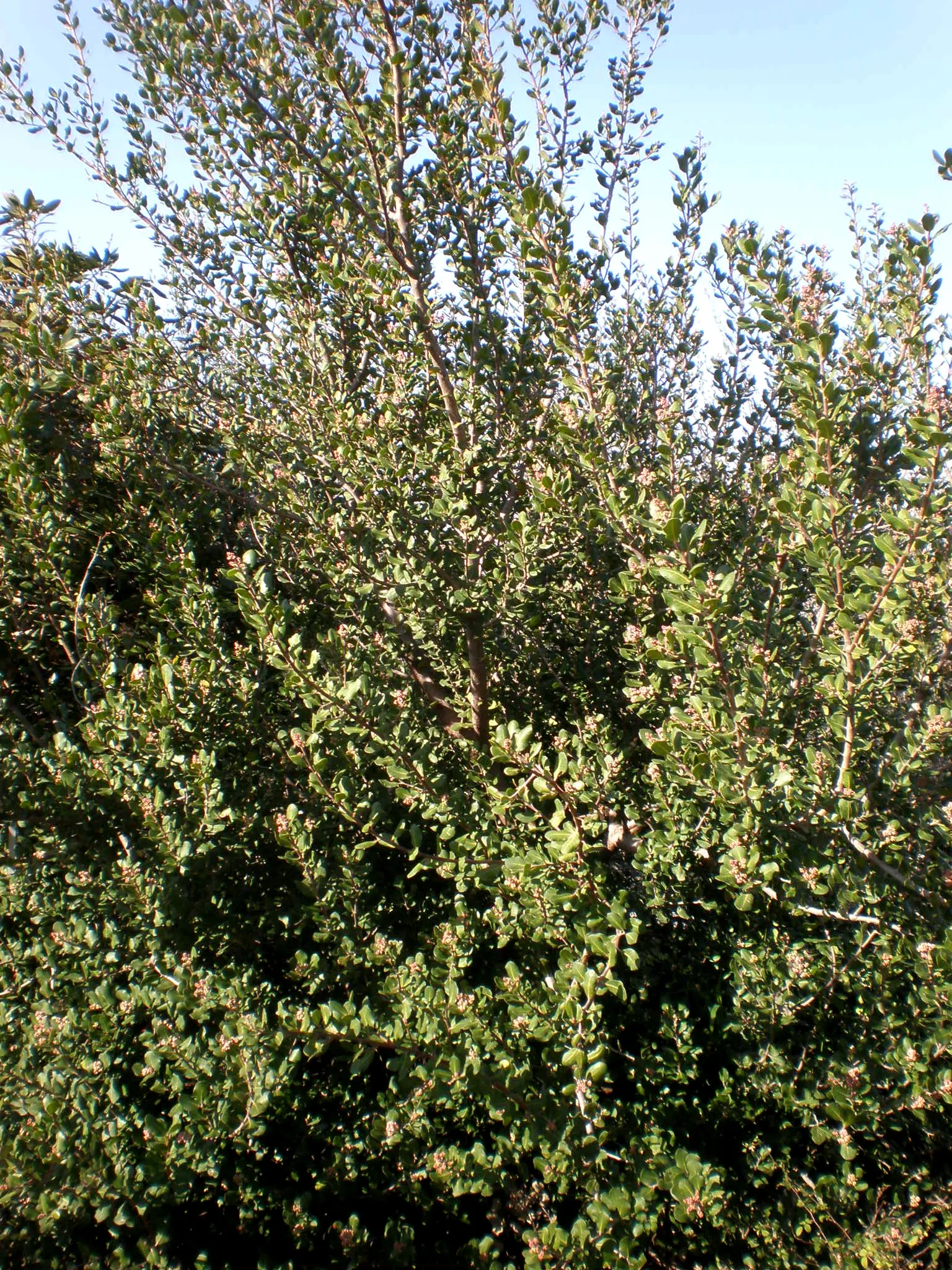 Lemonade Berry (Rhus Integrifolia) — Ideal for water-wise gardens
