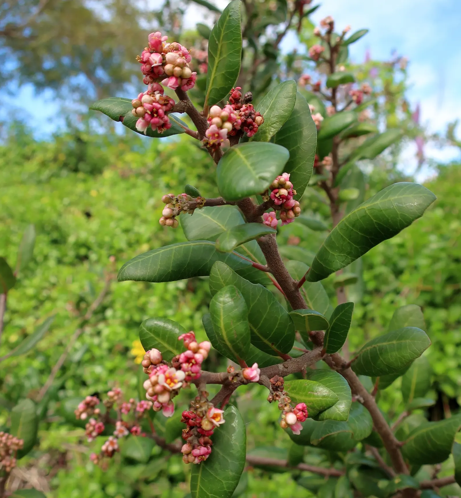 Lemonade Berry (Rhus Integrifolia) — leathery leaves that are 2 to 3 inches long with a glossy dark green hue on top and a paler green underneath